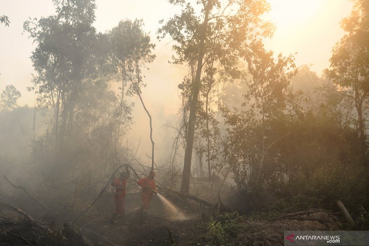 Forest overexploitation forcing tigers to newer grounds: Walhi