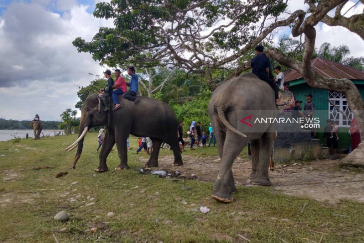 Aktivis soroti pelepasan hutan habitat gajah Bengkulu 4.600 ha
