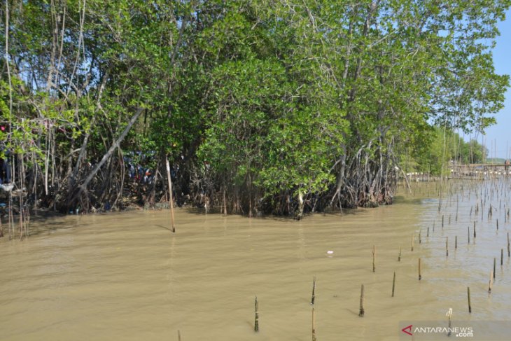 Ratusan ribu tanaman mangrove tercemar minyak mentah