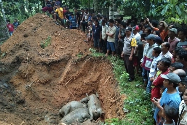 19 ekor kerbau yang mati disambar petir dikubur secara massal