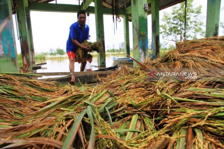 Luapan sungai Meureubo rendam 20 hektare sawah di Aceh Barat