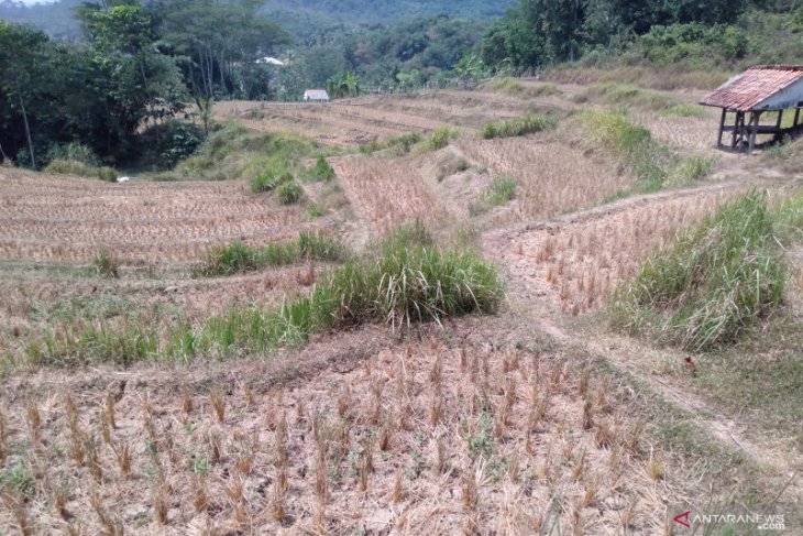 Akibat kemarau, ribuan hektare sawah gagal tanam di Karawang