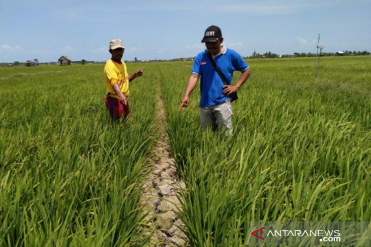 Pemdes Rias kumpulkan Poktan atasi kekeringan sawah