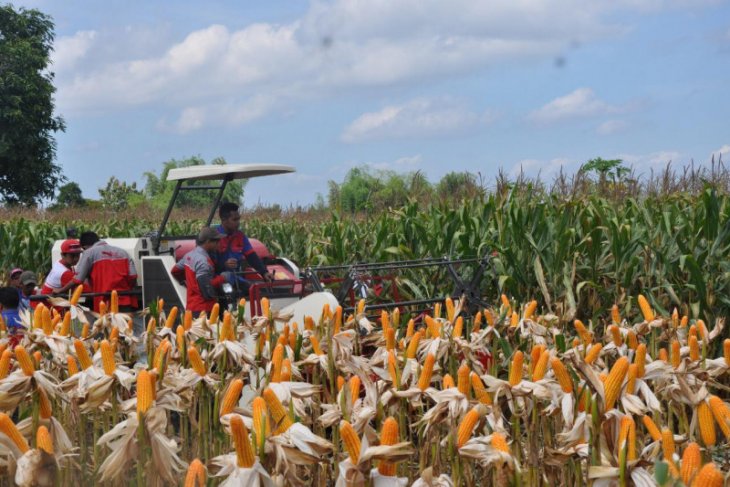 Fadel: produksi dan kualitas jagung Indonesia tidak kalah bersaing