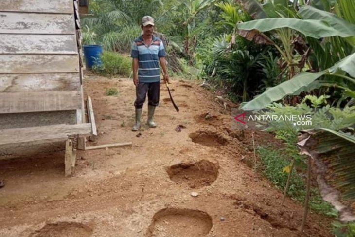 Kawanan gajah ngamuk, puluhan warga terpaksa mengungsi