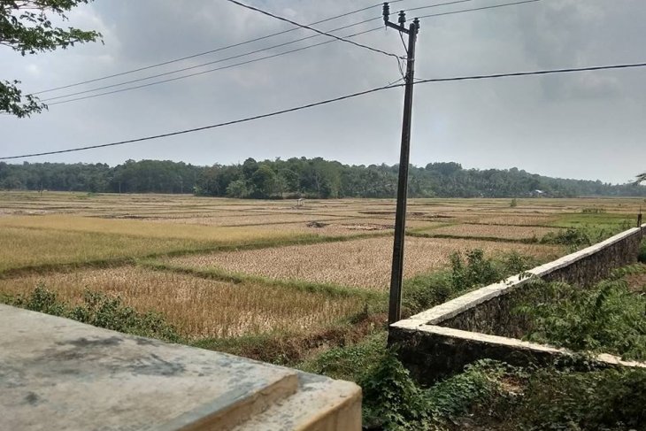 Petani Lebak menganggur akibat kemarau panjang