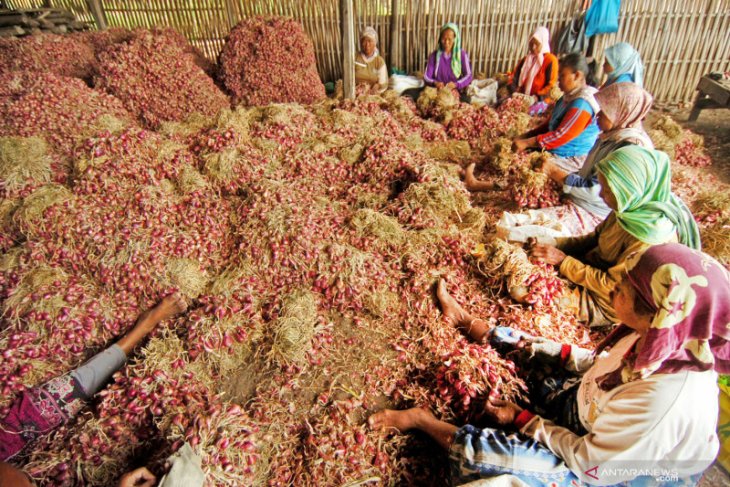 Harga bawang di Piru stabil