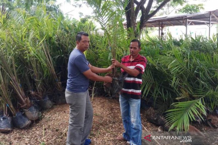 Distan Abdya mulai bagikan bibit sawit gratis ke petani
