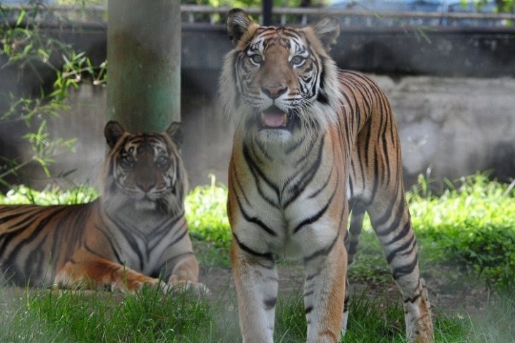 BKSDA pasang kamera pengintai demi memastikan jejak harimau