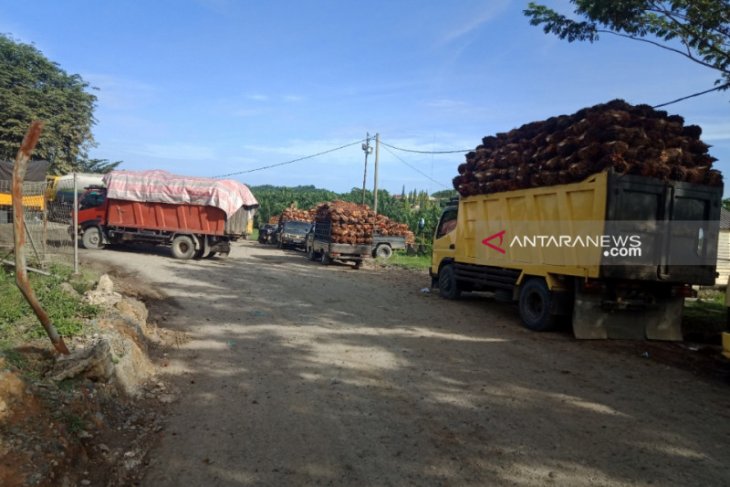 Harga TBS kelapa sawit di Aceh Barat naik