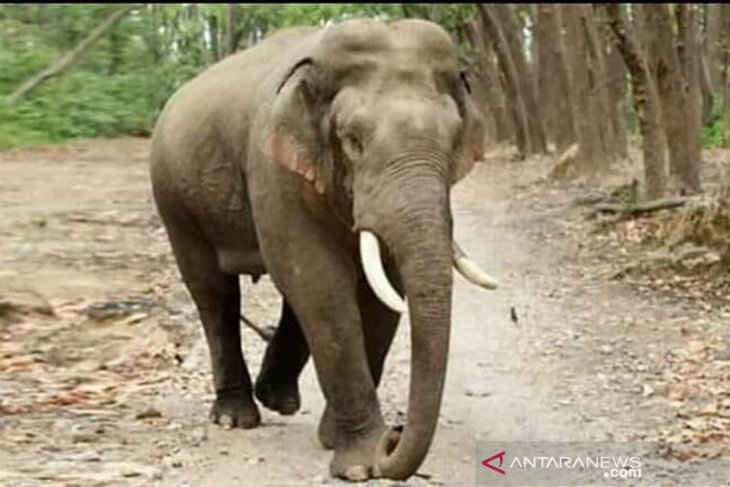 Karhutla Riau paksa gajah tinggalkan habitat, kebun jadi sasarannya