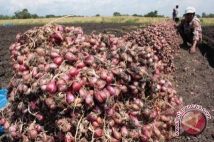 Harga bawang merah di Singkawang anjlok