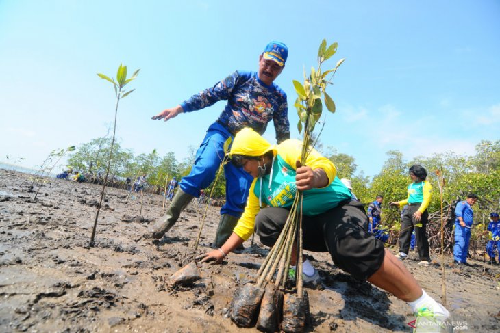 Some 70 percent damage caused to South Kalimantan's mangrove forest