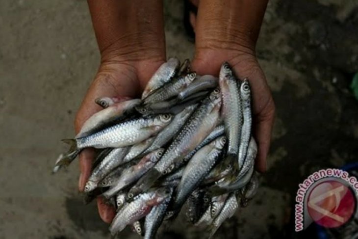 Ikan depik jadi primadona di dataran tinggi Aceh