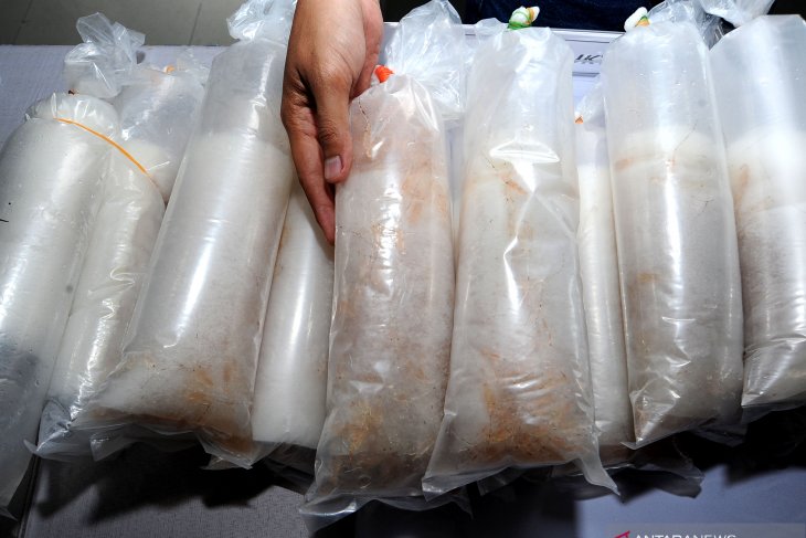 Police foil smuggling attempt of larvae of lobsters