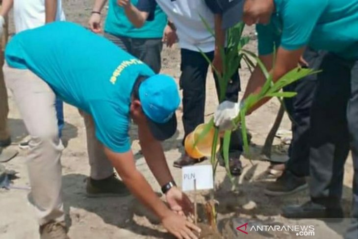 PLN Babel lakukan penghijauan di Kampoeng Rasau