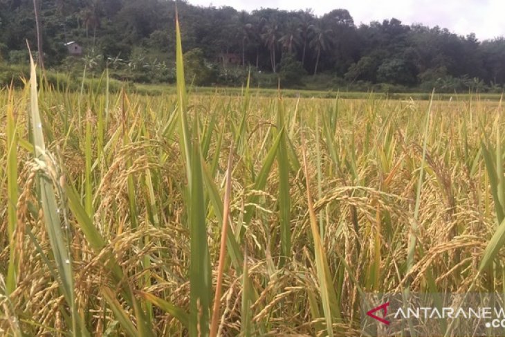 Nilai tukar petani Bangka Belitung naik 0,04 persen