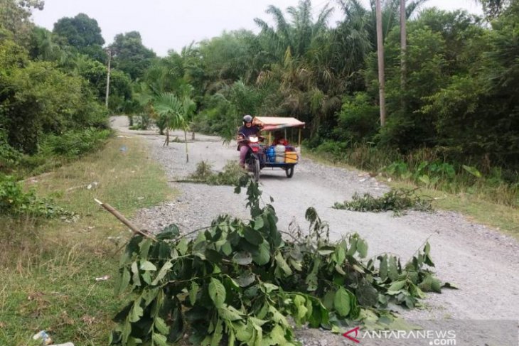 Warga tanam pohon di badan jalan di Aceh Barat karena tak diaspal