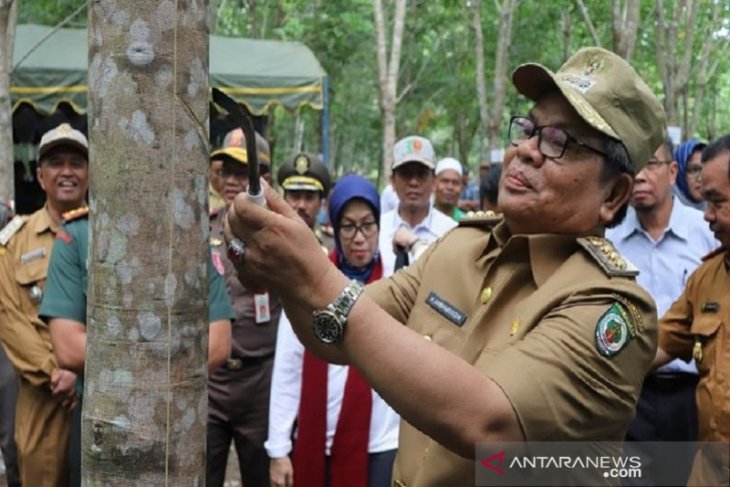 Produktivitas dan kualitas karet petani turun saat kemarau