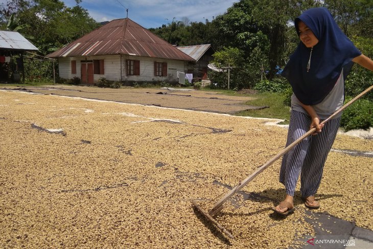 Biji kopi Arabika Rp65 ribu/Kg di Aceh Tengah