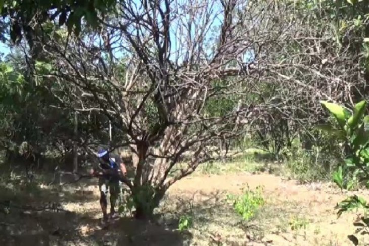 Akibat kekeringan, puluhan ribu pohon jeruk pamelo di Magetan mati