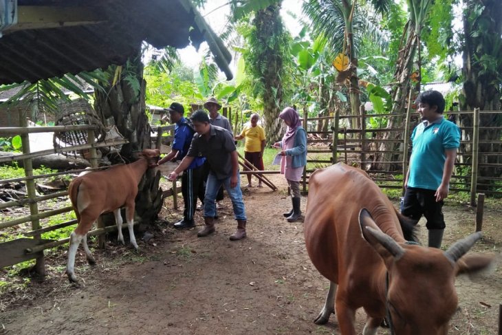 Mukomuko optimistis angka kelahiran sapi mencapai target