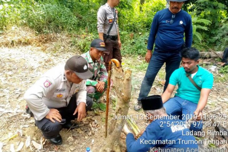 BKSDA Aceh Selatan sampai datangkan pawang untuk atasi gangguan harimau