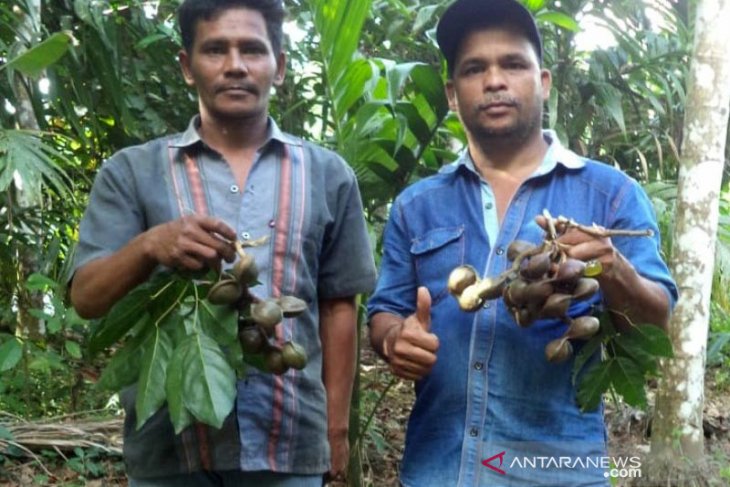 Petani Aceh Tengah mulai budidaya jengkol