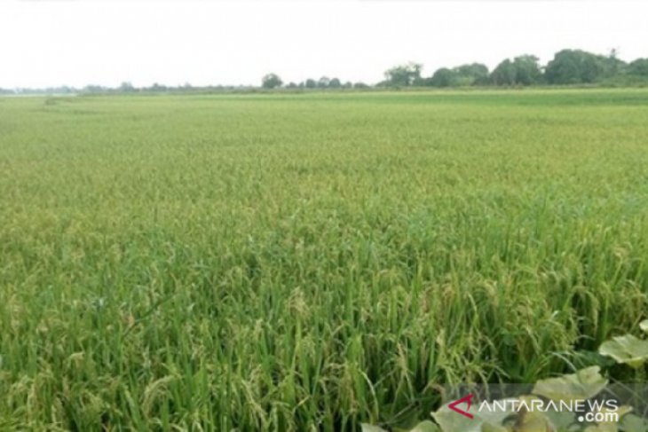 Luas sawah di Aceh Barat berkurang 2.908 Ha akibat alih fungsi