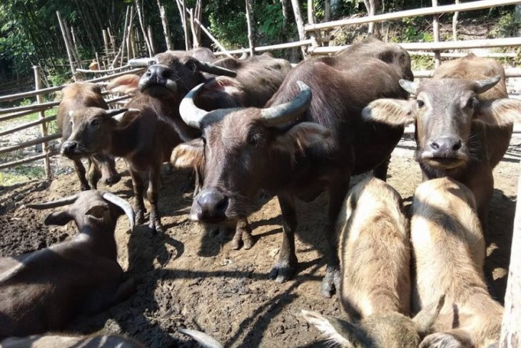 Warga Lebak didorong kembangkan peternakan kerbau