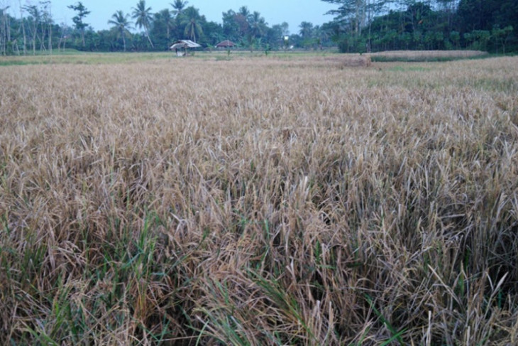 Di Kabupaten Lebak, tercatat 425 hektare gagal panen