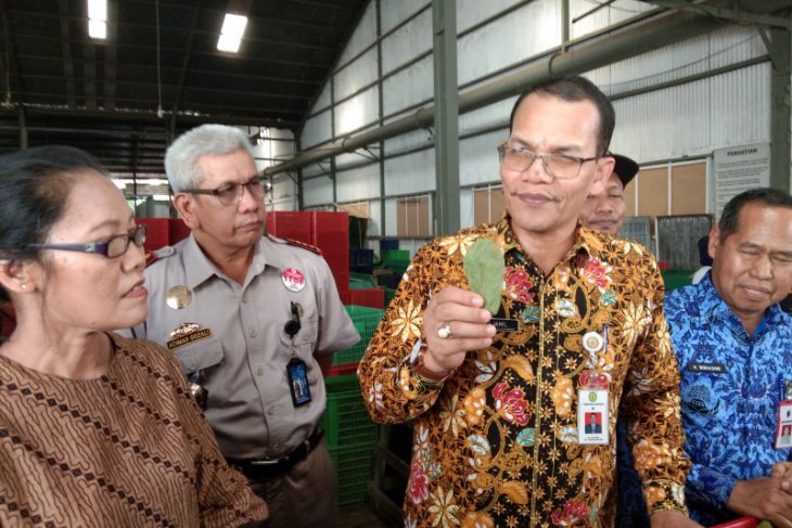 Kepala Barantan lepas ekspor 4,02 ton daun Gulinggang ke Jepang