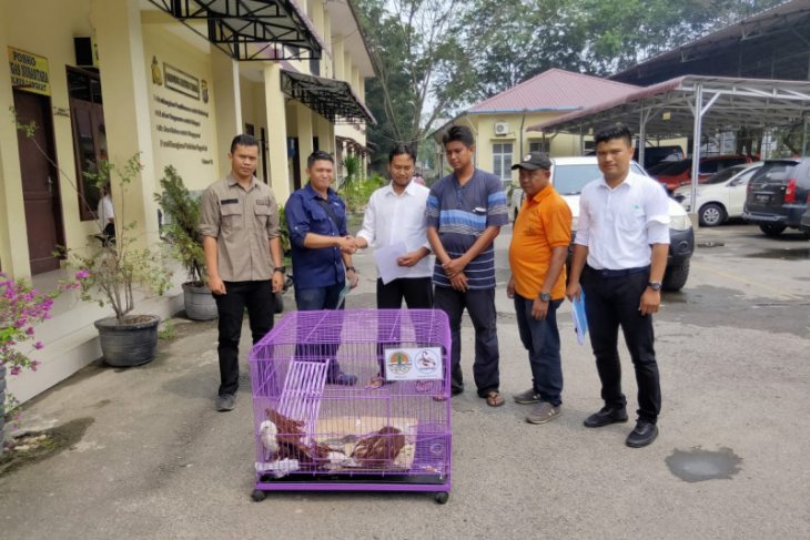 Tim gabungan amankan empat Elang Bondol milik warga Langkat