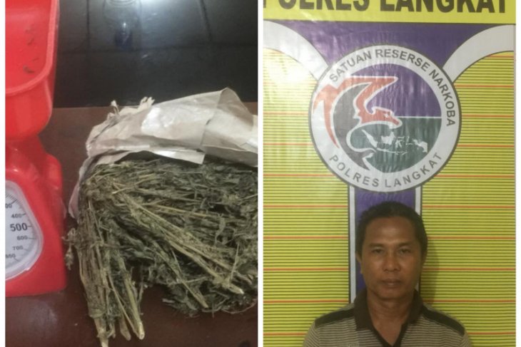 Polres Langkat tangkap warga Binjai pemilik ganja di Tanjungpura
