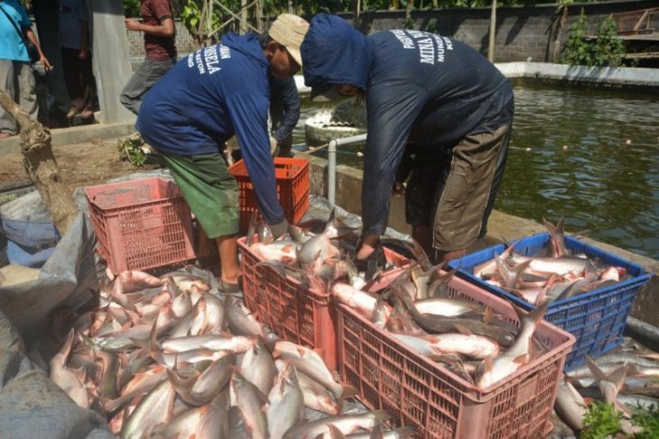 Pemprov Sumsel dorong peningkatan produksi ikan patin