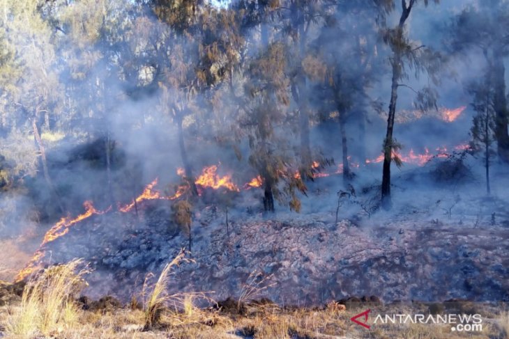 Kebakaran hutan di Gunung Semeru mengarah ke Blank 75 berketinggian 3.676 meter