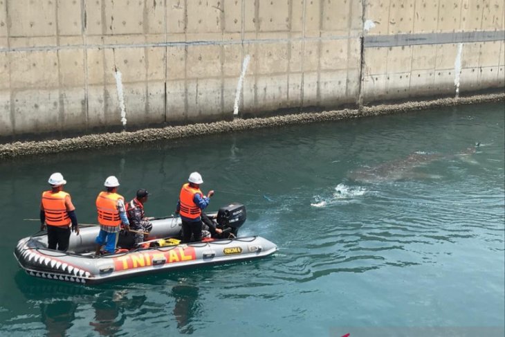 Profauna apresiasi penyelamatan hiu paus di Kanal PLTU Paiton