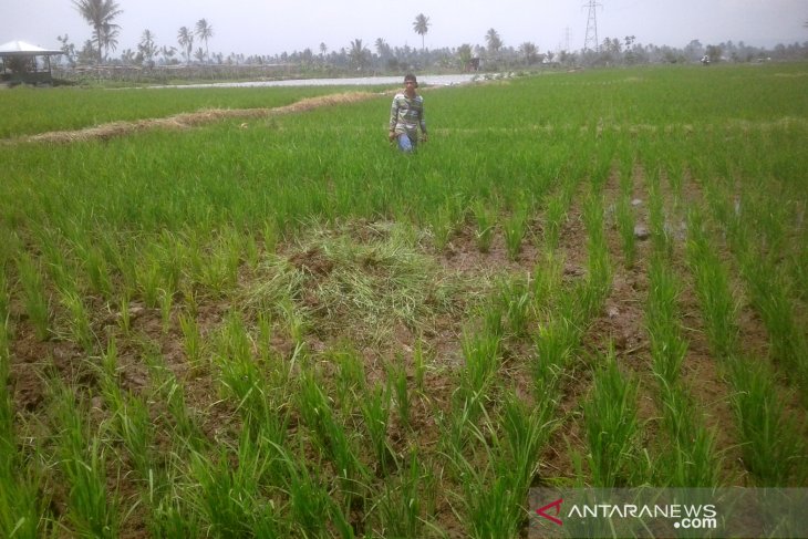 Ratusan hektare areal pertanian Rejang Lebong terdampak kekeringan