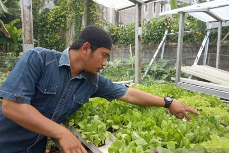 Mengenal hidroponik yang semakin digemari warga Kota Pontianak