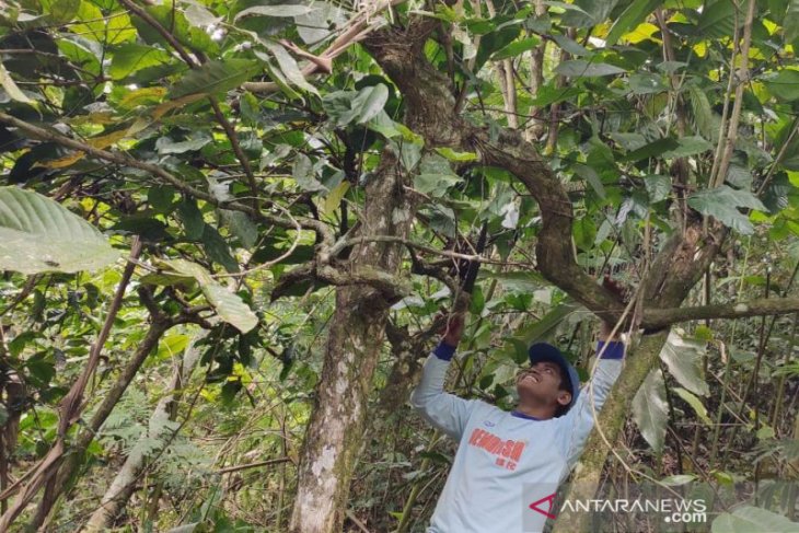 Warga Rejang Lebong kembangkan kopi peninggalan Belanda
