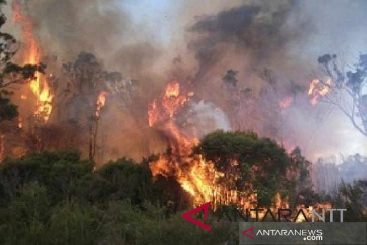 Polisi Dalami Kebakaran Lahan Di wilayah Petung-Giripurwa