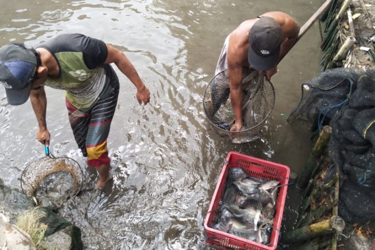 Capai 1.891 ton, produksi ikan tawar Lebak triwulan I-II 2019