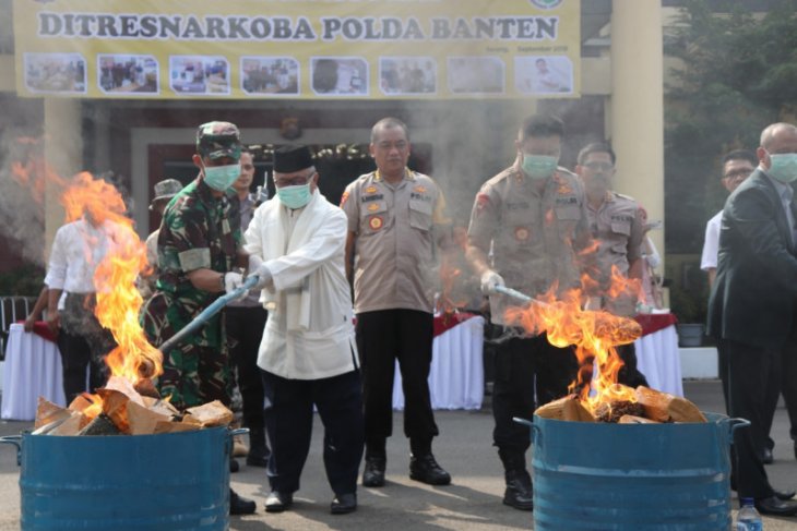 Polda Banten musnahkan 82 Kilogram ganja