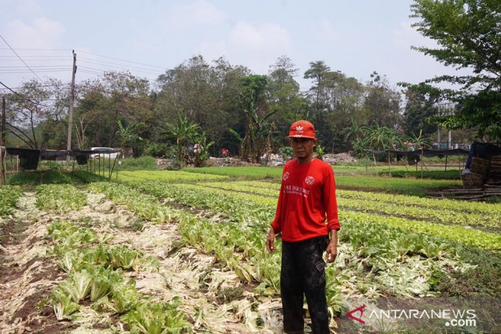 Petani sawi di Jambi gagal panen akibat kemarau