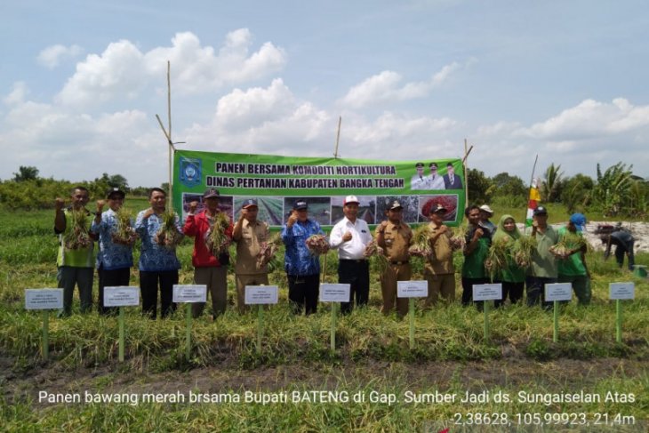 Pemkab Bangka Tengah alokasikan bantuan bawang kepada kelompok tani