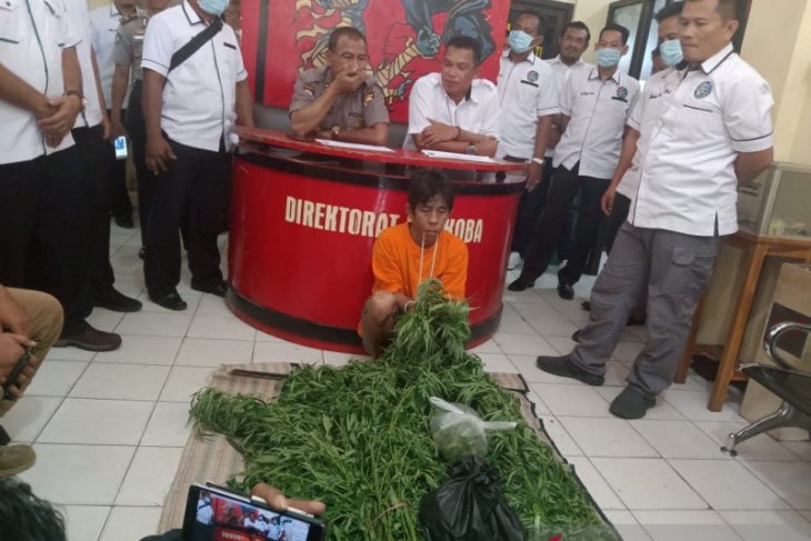 Tanam ganja di belakang rumah, seorang warga diamankan polisi