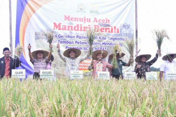 Petani Aceh Tamiang Hasilkan Tanaman Padi Empat Ton Hektare
