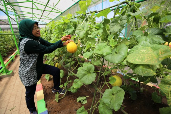 Mini Agrowisata Jadi Wisata Edukasi Pertanian Di Surabaya Antara