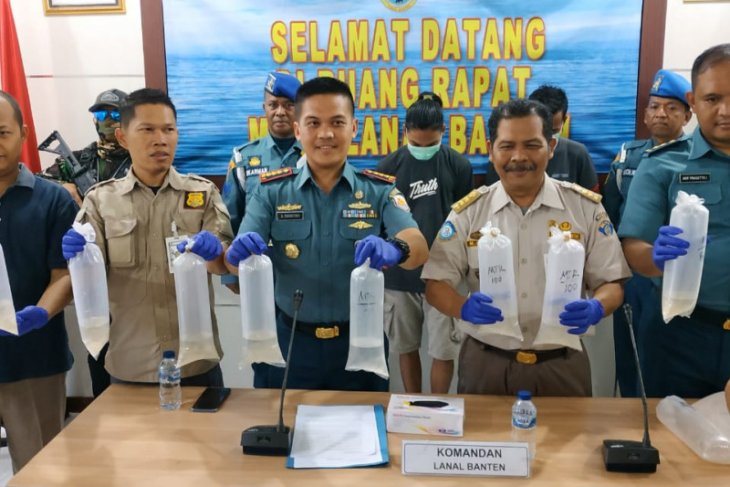 Tim Gabungan Lanal Banten gagalkan penyelundupan benih lobster senilai Rp17,8 miliar