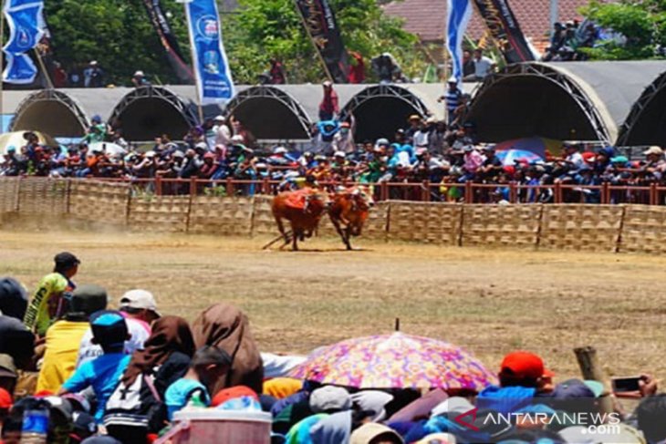 Pasangan Sapi Jet Metic